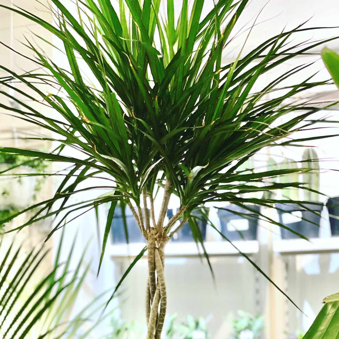 Plants | Glass Earth Inc