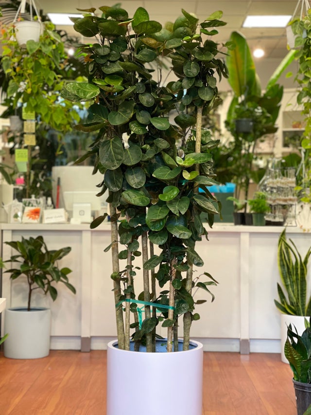 Plants | Glass Earth Inc