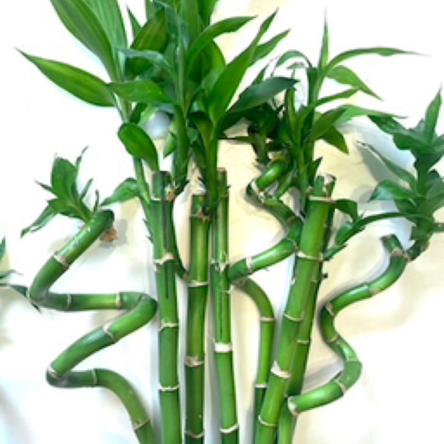 Plants | Glass Earth Inc