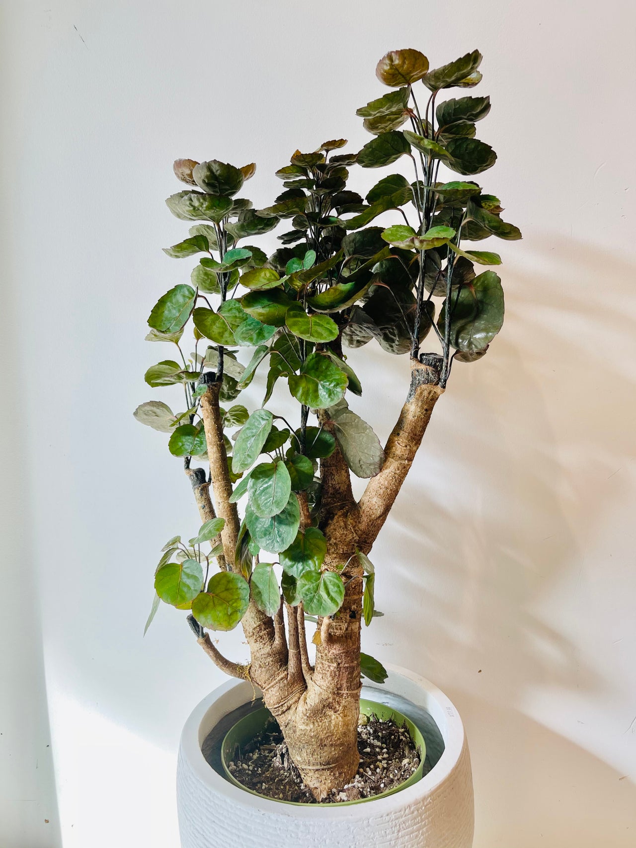 Plants | Glass Earth Inc