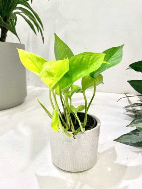 picture of a rubber tree plant Large Rubber Tree