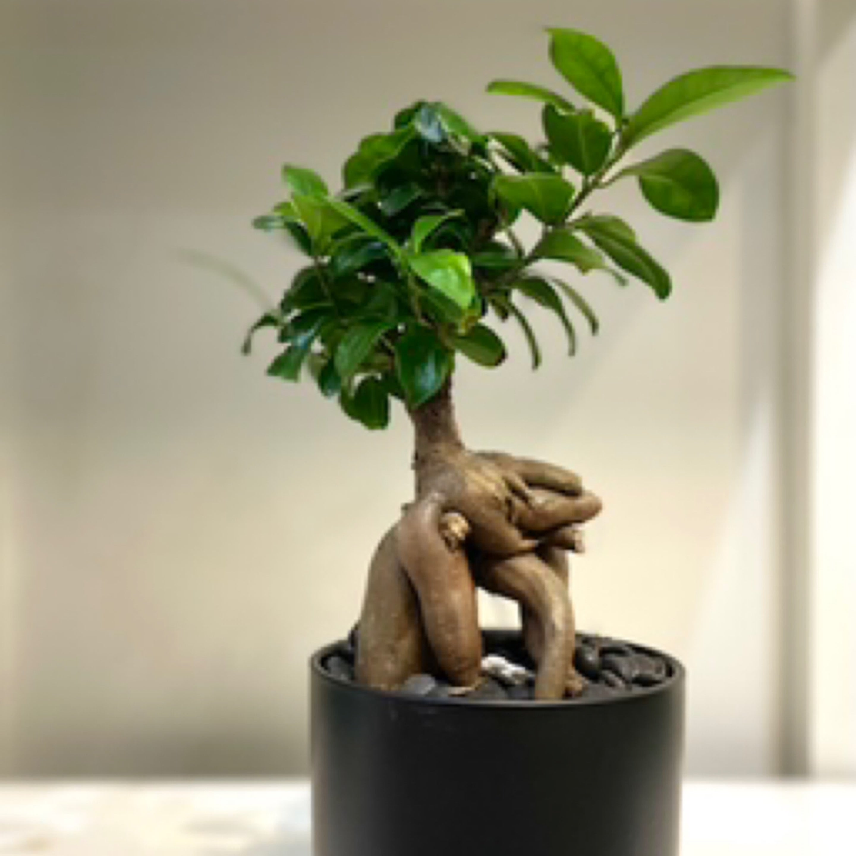 Bonsai Ficus S Shape | Glass Earth Inc