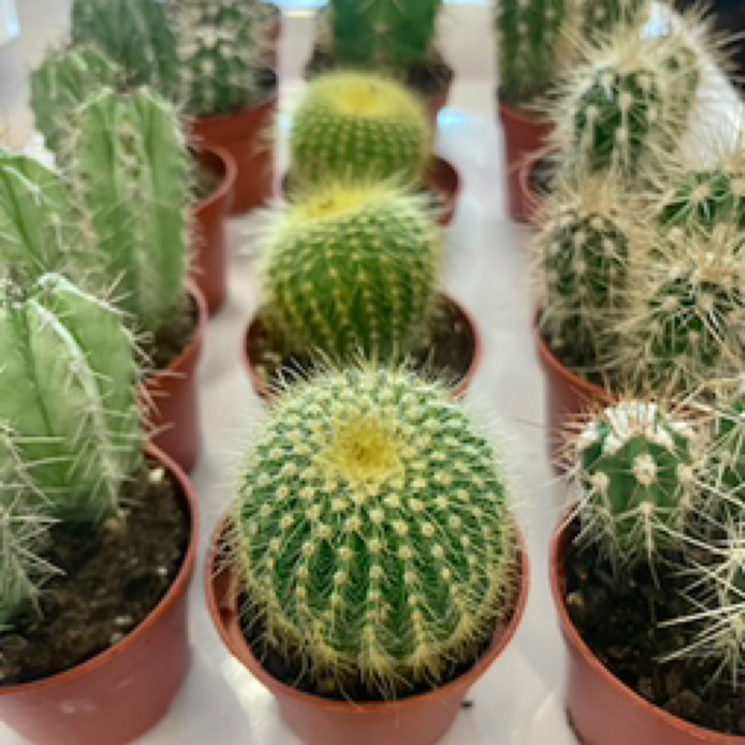 Cactus Mix | Glass Earth Inc