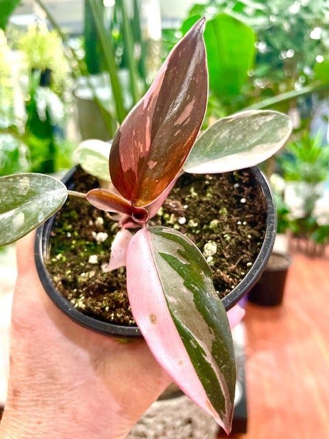 Plants | Glass Earth Inc