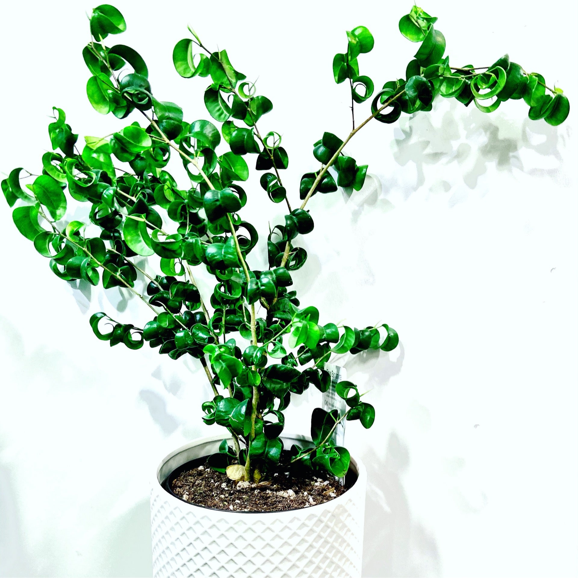Curly Ficus Ficus Weeping Curly 6