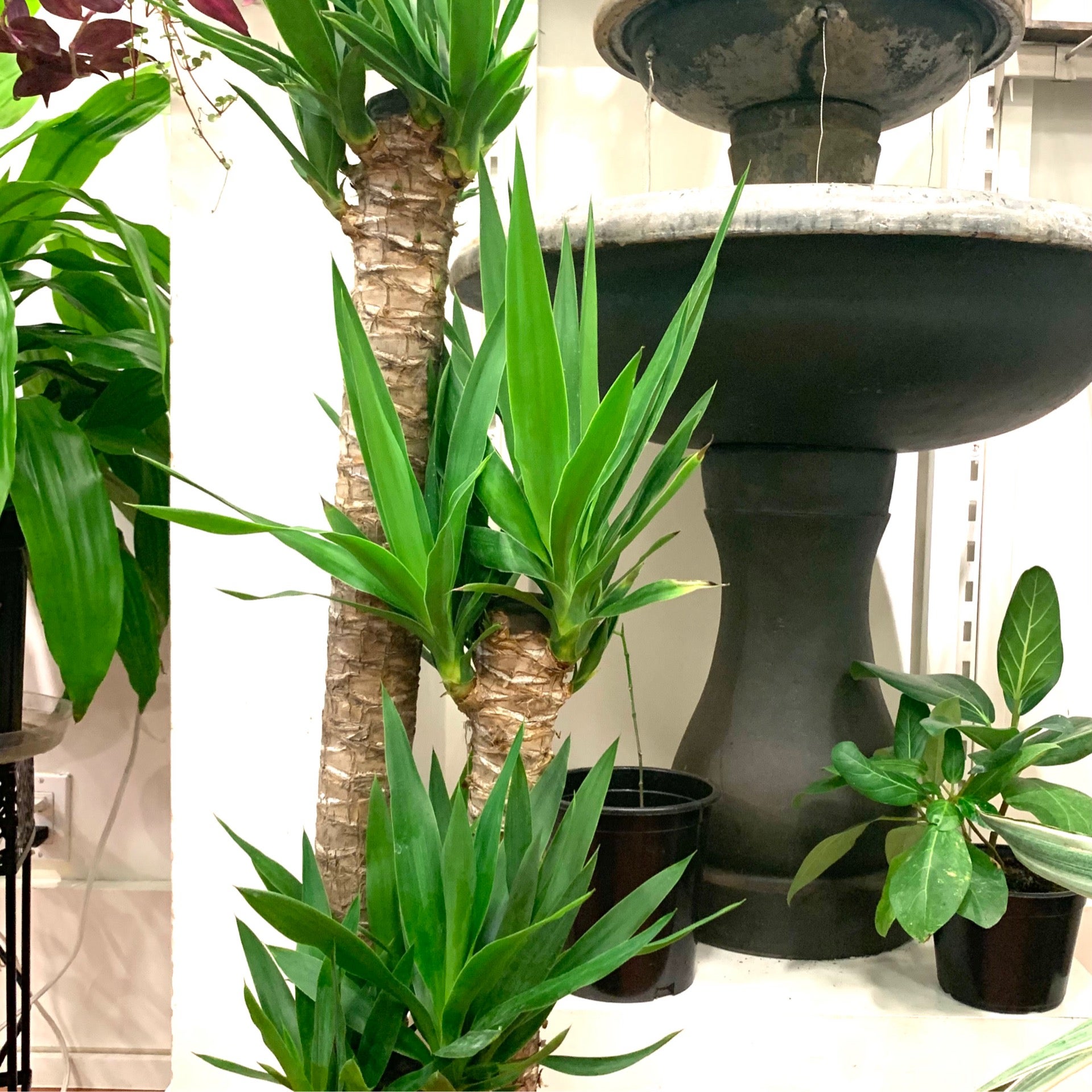 Yucca Tree Glass Earth Plant Store