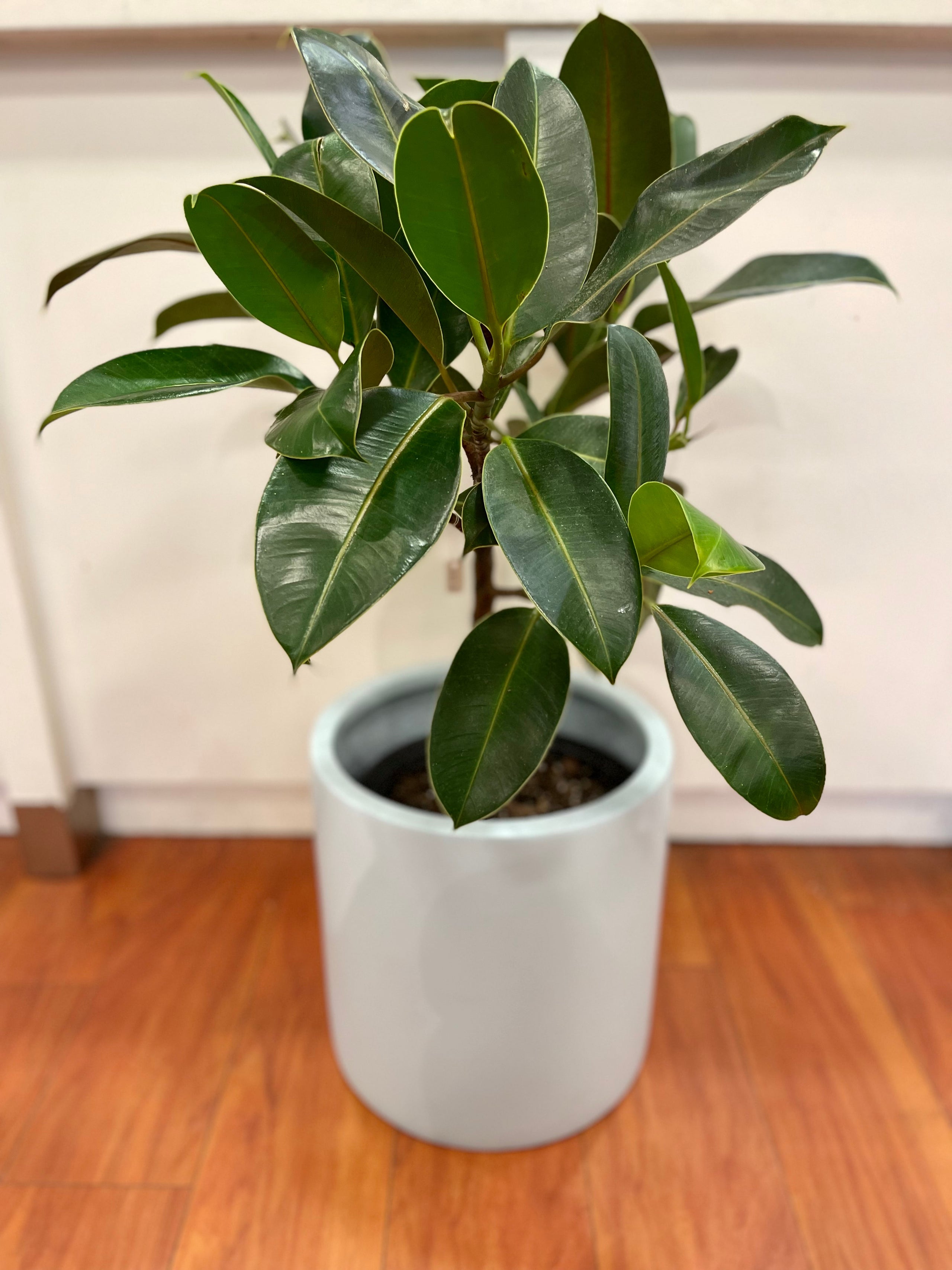 Ficus Melany Standard | Glass Earth Plant Store